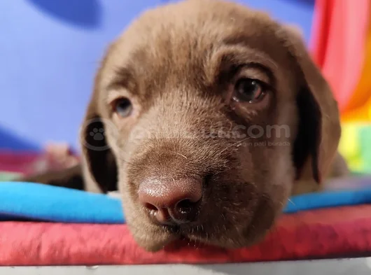 Her Renk Orji̇nal Labrador Retri̇ever Yavrular görsel
