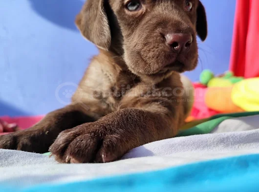 Her Renk Orji̇nal Labrador Retri̇ever Yavrular görsel