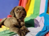 Her Renk Orji̇nal Labrador Retri̇ever Yavrular