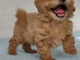 Her Renk Her Boy Orji̇nal Malti̇poo Yavrular