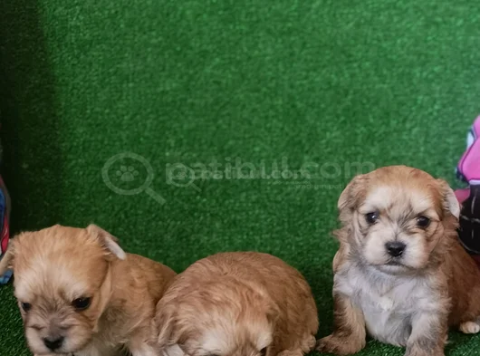Morkie Yavrularımız görsel