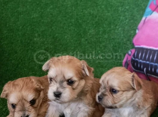 Morkie Yavrularımız görsel