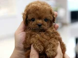 Micro tea cup poodle yavrularımız