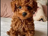 Poodle Ayarında Maltipoo Dişi Erkek Yavrularımız