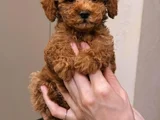 Poodle Ayarında Maltipoo Dişi Erkek Yavrularımız