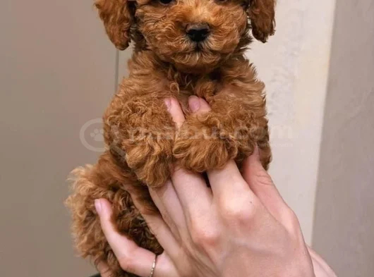 Poodle Ayarında Maltipoo Dişi Erkek Yavrularımız görsel