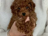 Poodle Ayarında Maltipoo Dişi Erkek Yavrularımız