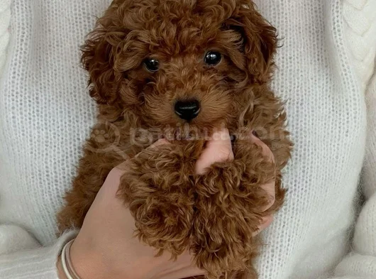 Poodle Ayarında Maltipoo Dişi Erkek Yavrularımız görsel