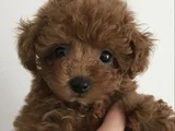 Poodle Ayarında Maltipoo Dişi Erkek Yavrularımız