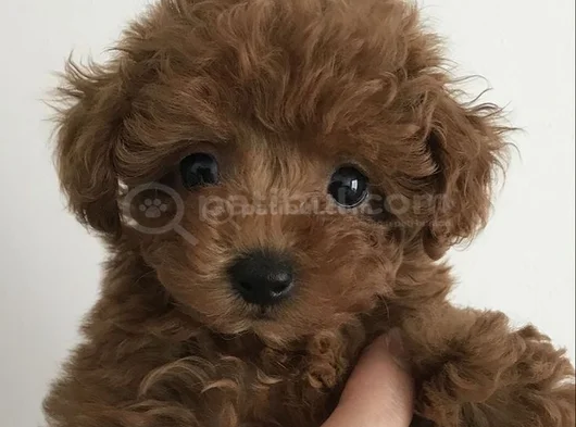 Poodle Ayarında Maltipoo Dişi Erkek Yavrularımız görsel