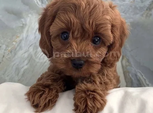 Poodle ayarında maltipoo dişi erkek yavrularımız