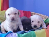 Her Renk Orji̇nal Labrador Retri̇ever Yavrular
