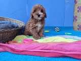 Her Renk Her Boy Orji̇nal Malti̇poo Yavrular