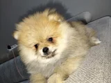 Dişi Pomeranian Boo