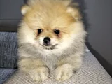 Dişi Pomeranian Boo