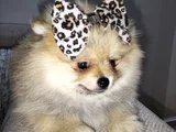 Dişi Pomeranian Boo