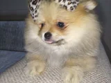 Dişi Pomeranian Boo