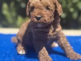 Show Kalıte Sağlık Garantili Podel Bebekler