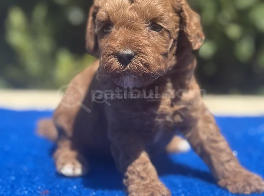 Show Kalıte Sağlık Garantili Podel Bebekler görsel