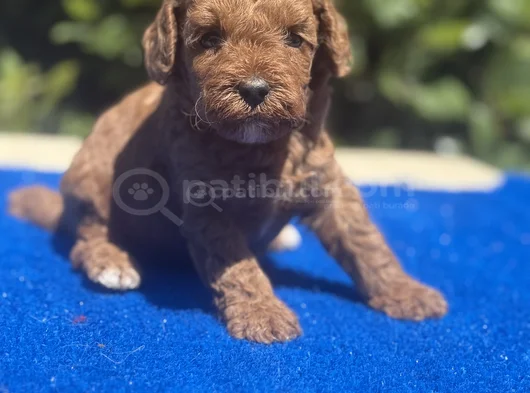 Show Kalıte Sağlık Garantili Podel Bebekler görsel