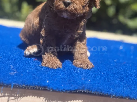 Show Kalıte Sağlık Garantili Podel Bebekler görsel