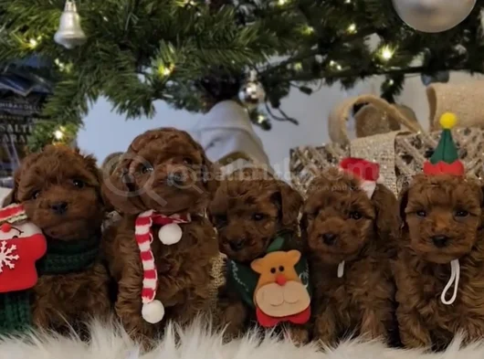 Zeki Ve Eğitilebilir Toy Poodle Bebekler görsel