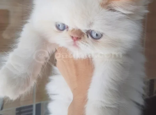 İran Exotic Long Hair Bebekler görsel