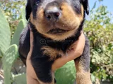 Erkek Ve Dişi Rotweiler Yavruları