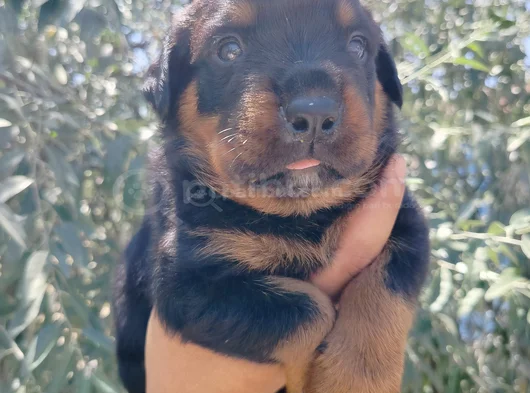 Erkek Ve Dişi Rotweiler Yavruları görsel