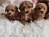 Ev Ortamina Uygun Malti̇poo Bebekler