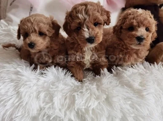 Ev Ortamina Uygun Malti̇poo Bebekler görsel