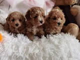 Ev Ortamina Uygun Malti̇poo Bebekler