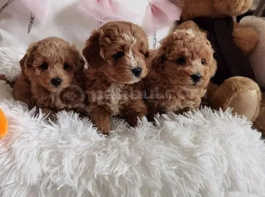 Ev Ortamina Uygun Malti̇poo Bebekler görsel