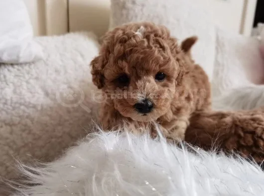 Ev Ortamina Uygun Malti̇poo Bebekler görsel