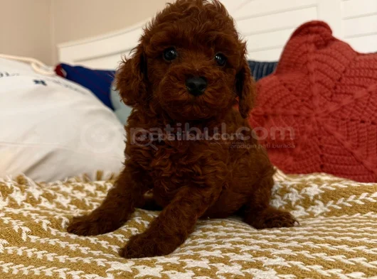 Tr Tek Poodle görsel