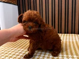 Tr Tek Poodle