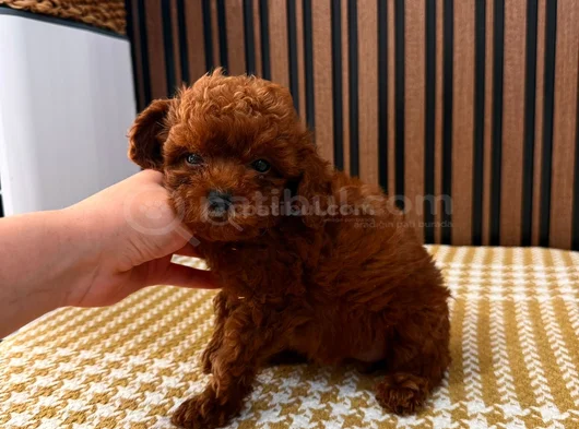 Tr Tek Poodle görsel