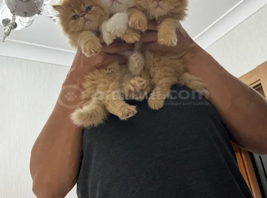 Birbirinden Özel Yavrular Yeni Sahiplerini Bekliyor görsel
