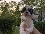 Shih Tzu Dişi Yavru Minyatür