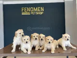Baby Face Golden Retriewer Yavrulari Safkan Belgeli̇ Ankara
