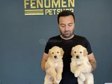 Baby Face Golden Retriewer Yavrulari Safkan Belgeli̇ Ankara