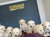 Baby Face Golden Retriewer Yavrulari Safkan Belgeli̇ Ankara