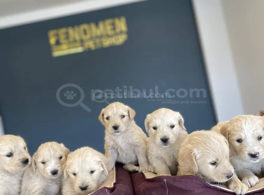 Baby Face Golden Retriewer Yavrulari Safkan Belgeli̇ Ankara görsel