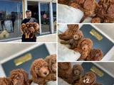Tr Ni̇n En Güzel Toy Poodle Yavrularimiz Hazir Ankara