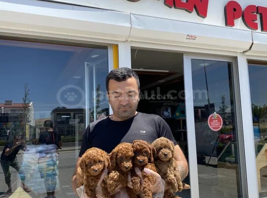 Tr Ni̇n En Güzel Toy Poodle Yavrularimiz Hazir Ankara görsel