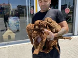 TR NİN EN GÜZEL TOY POODLE YAVRULARIMIZ HAZIR ANKARA