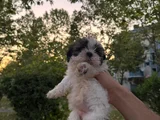 Shih Tzu Dişi Yavru Minyatür