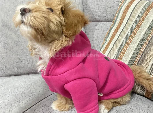 Maltipo görsel