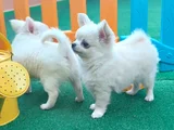 Safkan şecereli Chihuahua yavruları