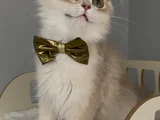 Safkan British Longhair Sevimli Bir Yakışıklı